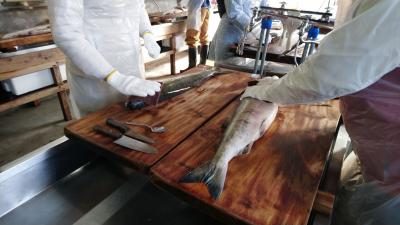 2019 福島 新潟 大作戦 ③ 村上で塩引き鮭体験