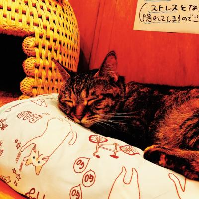 東京 猫スポット に関する旅行記 ブログ フォートラベル
