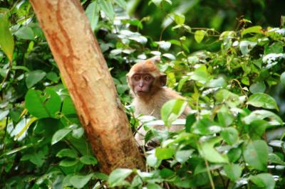 マレーシア活動制限令下でのボルネオ島・サンダカンへの旅 2．ジャングルへ突入