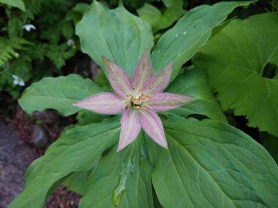 久々です、花の白山！