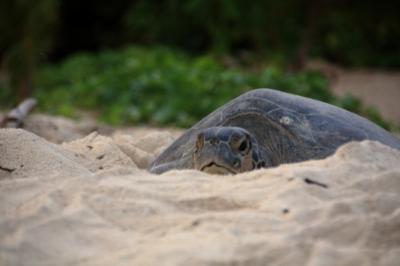 マレーシア活動制限令下でのボルネオ島・サンダカンへの旅 5．ウミガメの産卵立ち合い