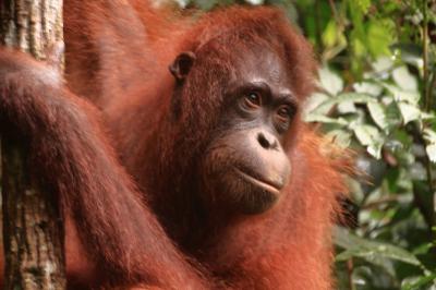 マレーシア活動制限令下でのボルネオ島・サンダカンへの旅 6．会えなかったオランウータンを求めて