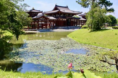 拝啓 京都さま 夏至の侯  恋しくて ～  ① 紫陽花寺と世界遺産