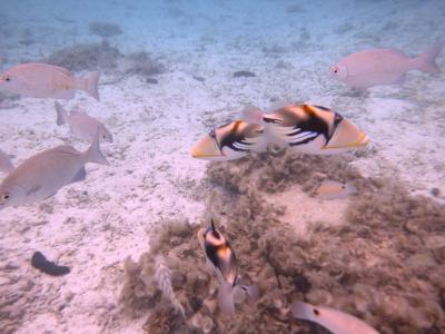 ピーチで行く1泊2日那覇☆首里城とナガンヌ島シュノーケリング