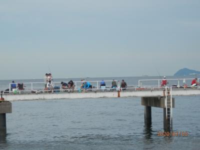 豊浜釣り桟橋７月　アジが来る