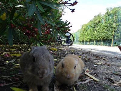 うさぎの楽園♪大久野島に行ってみた！