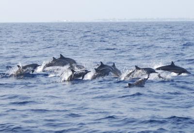 Maldives * ドルフィンサファリ＆サンセットクルーズ