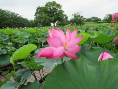 2020年一面の蓮の花が見たい！行田の古代蓮の里へ