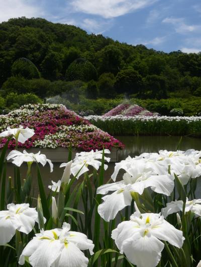  「あしかがフラワーパーク」の夏の花(3)_2020_白ハナショウブとアジサイ（栃木県・足利市）