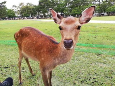 県またぎ解除　奈良ホテルに泊まるふたり旅　鹿せんべい、もってる？１日目　