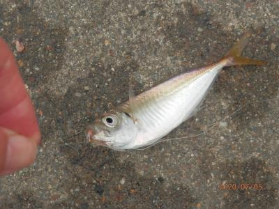 武豊緑地7と8と9と10　ここで初めてのアジしかも豊浜より大きいとは