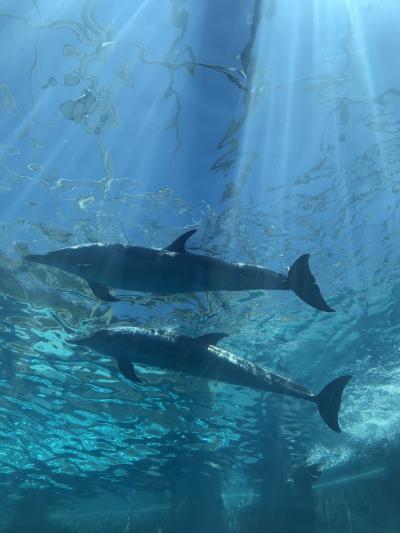 旅に出たい  海を見て癒されたい  1人になりたい　現実逃避の太地町