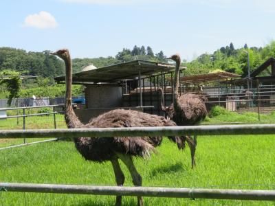 梅雨の晴れ間に千葉ドライブ～ダチョウ王国