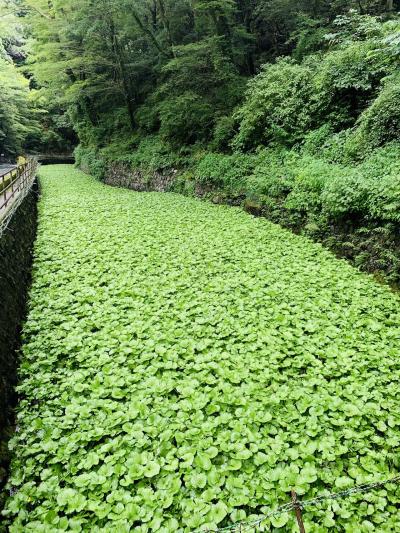 静岡県民限定クーポン利用して伊豆旅行へ行ってきました！