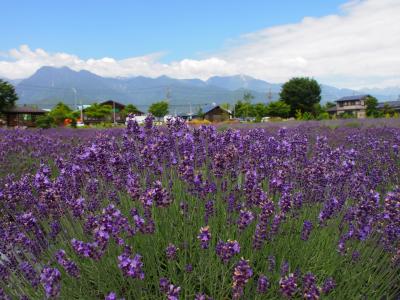 2020夏　梅雨の晴れ間の北アルプスを望む池田町ラベンダー畑へハーブの種を求めて