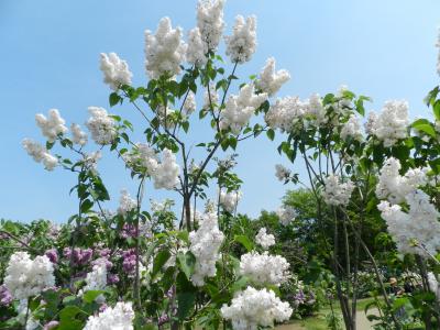 『川下公園』のライラックの森（札幌市白石区）◆peachで行く小樽・札幌・安平町《その６》