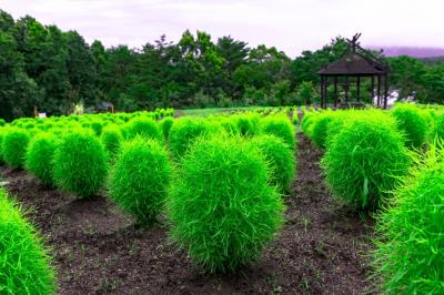 農業公園のコキア　2020梅雨