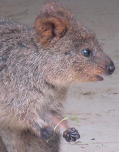 クオッカに会う日帰り旅・埼玉県こども動物自然公園へ