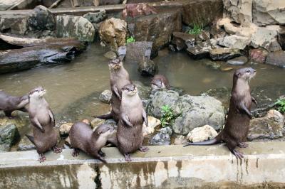 智光山公園こども動物園も開園！～わちゃわちゃコツメカワウソ８頭となつかしい仲間たちとはじめましてエミューの赤ちゃん