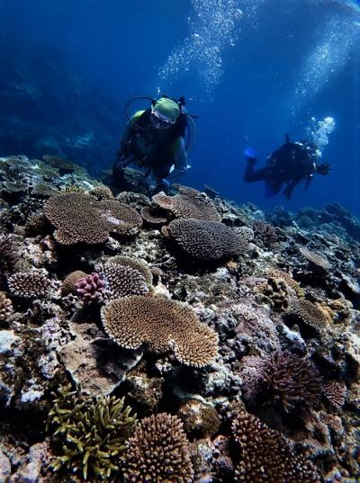 西表島 ダイビング に関する旅行記 ブログ フォートラベル 沖縄県