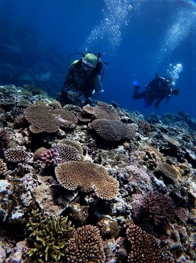 夏！！八重山諸島　西表島「ジャングルジャングル」でダイビングをしました。