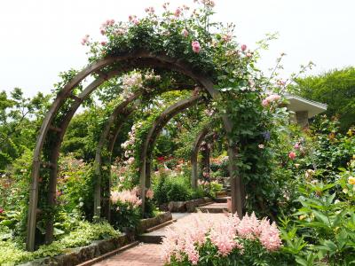 箱根強羅公園　小雨降る薔薇苑も又　味わい深し。薔薇のアーチが可愛いねえ!　その②