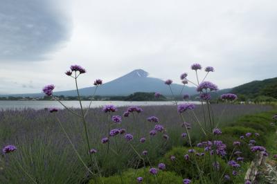 梅雨の河口湖×伊豆♪　Vol.10　☆大石公園：ラベンダーと初夏の花々♪