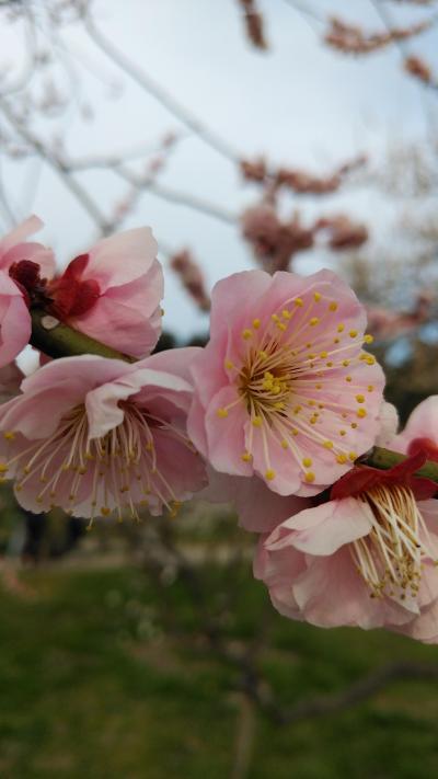 梅だらけ☆ 水戸偕楽園☆