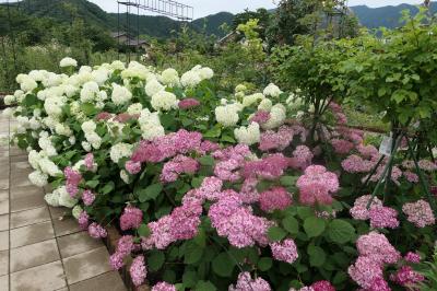 梅雨の河口湖×伊豆♪　Vol.12　☆大石公園：ラベンダーと初夏の花々♪