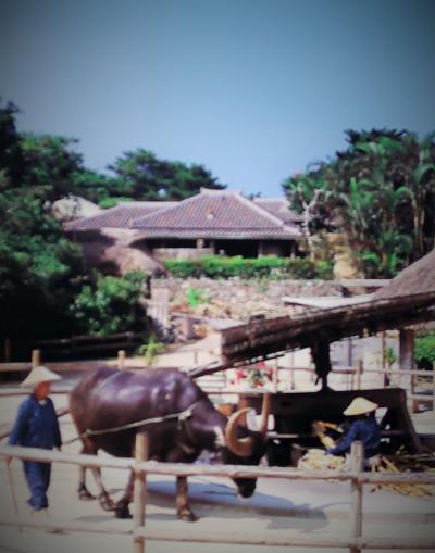 沖縄本島‐1　1996年/暮　ANA⇒那覇・琉球村・万座毛など　☆タクシーで周遊4日間