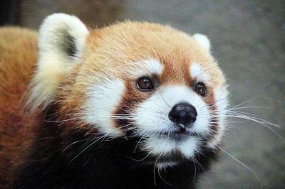 円山動物園  まさかこの日が最後になるなんて・・・まだまだ貴方の笑顔を見たかったです、ありがとう、大好きだよ、ギンちゃん