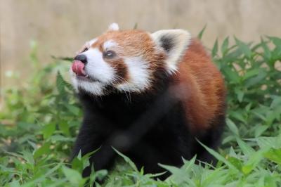 待ち焦がれた埼玉こども動物自然公園（４）レッサーパンダのみやびちゃんたちやお目覚めふくちゃんリベンジ＆キリンとマーラの赤ちゃんに会えた２日目