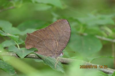 森のさんぽ道で見られた蝶(43)クロコノマチョウ、ウラナミシジミ、ツマグロヒョウモン、キタテハ他