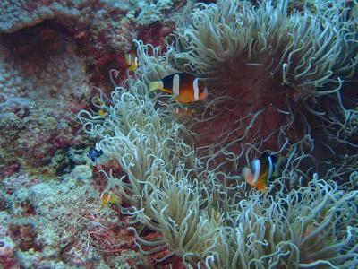 夏！！八重山諸島　石垣島「大崎ケゴイリーフ」でダイビングしました。