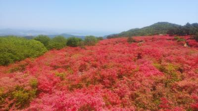 徳仙丈山のツツジと唐桑半島観光