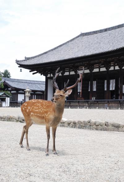 奈良＊興福寺～ならまち～ザ・リッツ・カールトン大阪