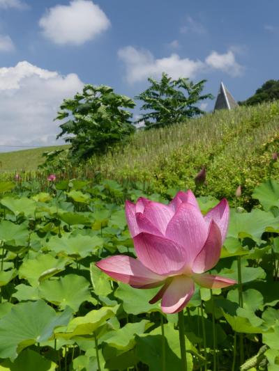 「岩宿の里公園」のハス_2020_少しですが、まだ咲いてます（群馬県・みどり市）