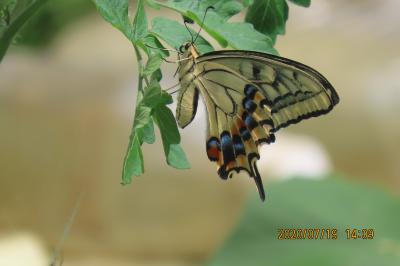 森のさんぽ道で見られた蝶(44)アゲハチョウ、キアゲハ、キチョウ、イチモンジチョウ、ツバメシジミ他
