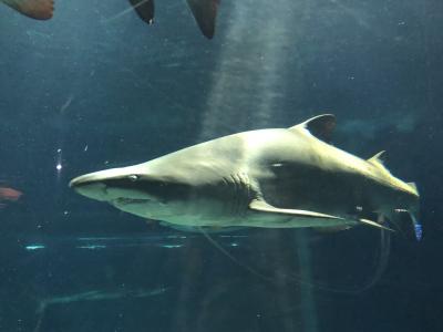 アクアワールド茨城県大洗水族館は、スリル満点な三密状態でした