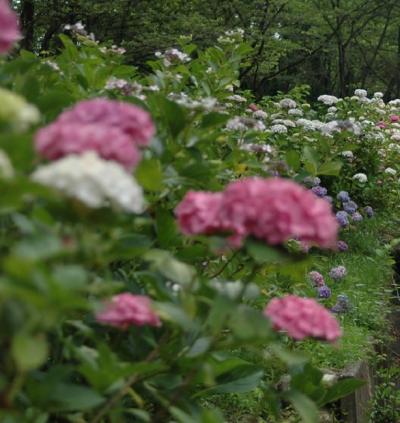 紫陽花園　　IN　　　東京サマーランド