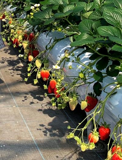 南紀白浜 アドベンチャーワールドといちご狩り♪