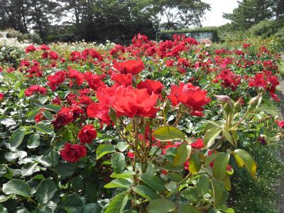 花を見ながら、脚力強化・・・はままつフラワーパーク