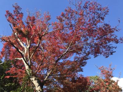 紅葉散策2019～目で見て、さわっての癒しの時間～