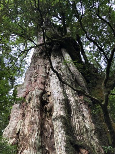 屋久島・種子島旅行屋久島編　フェリーはいびすかすで屋久島へ。島一周