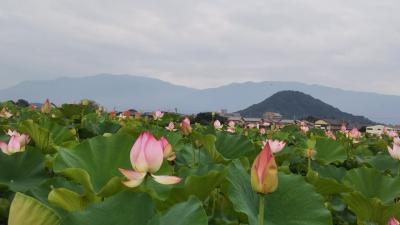 梅雨の合間に睡蓮を楽しむ   ～藤原京跡にて～