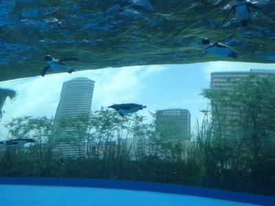 サンシャイン水族館とマーチエキュート神田万世橋で夢かなえる【親子で東京往復記2020年６月編その2】