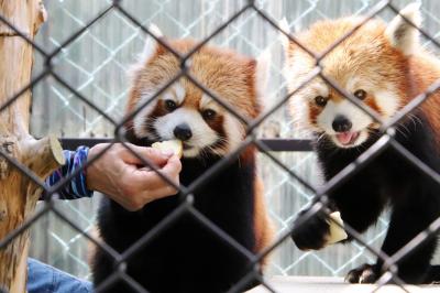 車デビューの福島と栃木レッサーパンダ遠征（３）東北サファリパーク（前編）レッサーパンダ～成長したムーランちゃん＆ホワイトライオンなど