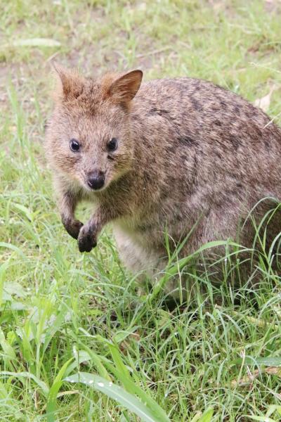 クォッカに会えた埼玉こども動物自然公園（東園）近くに来てくれたクオッカたちと可愛い姿がたくさん見られた男子コアラたちと手強いふくちゃん