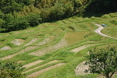 房総の棚田ー大山千枚田 in 鴨川市