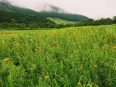 箱根旅行 龍宮殿 湿生花園